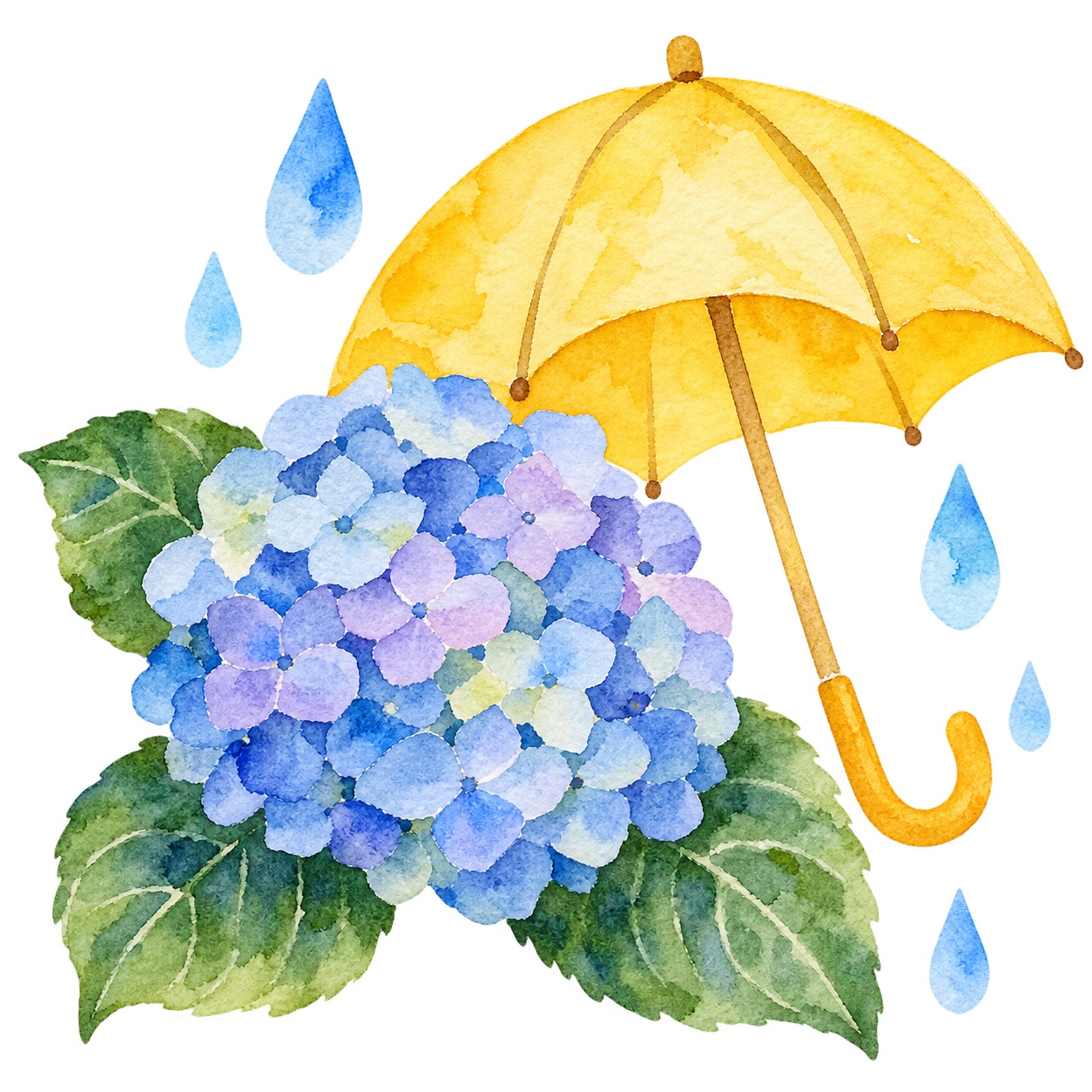 6月のあじさいと傘イラスト